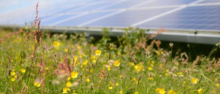 Wildflowers around solar panels